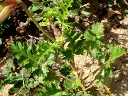 Pelargonium suburbanum subsp. bipinnatifidum leaves